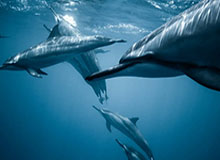 英雄联盟下注-阿森纳球迷赛后高唱chant:现在该相信我们要赢得联赛了